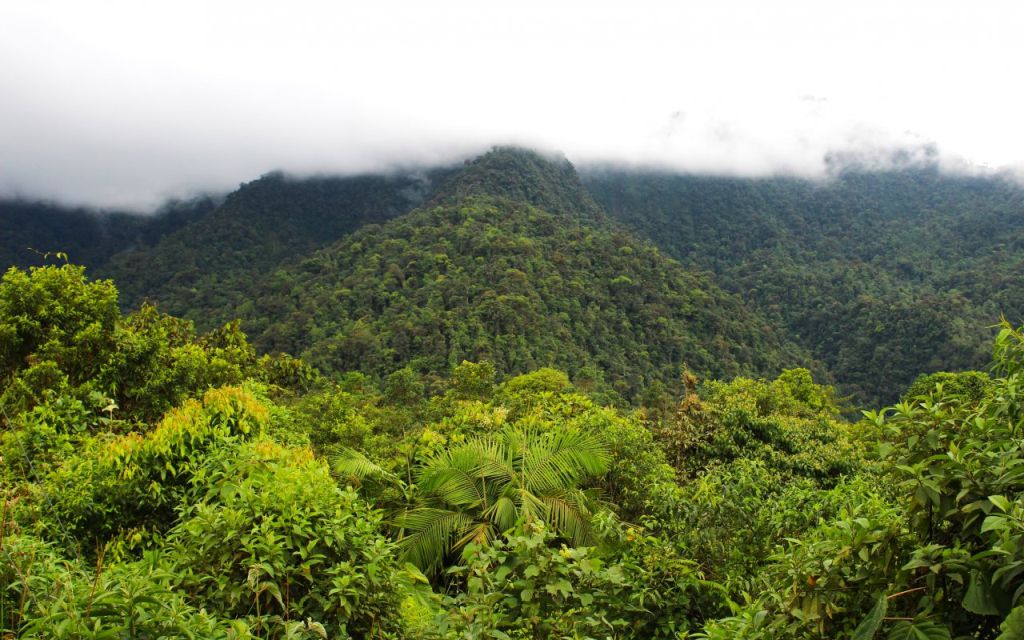 La forêt de nuages de Mindo, Équateur